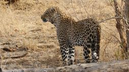 La solitude du léopard