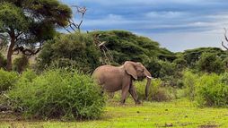 Les sommets d'Afrique