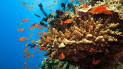 Les prédateurs de la Grande Barrière de corail