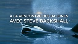 A la rencontre des baleines avec Steve Backshall - Saison 1