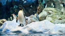 Zoo : dans les secrets des naissances extraordinaires