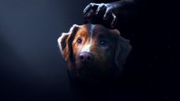 Good Boy - Trailer