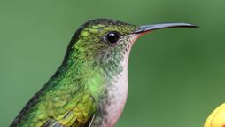 Les animaux s'envoient en l'air