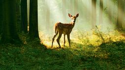 Bambi, l'histoire d'une vie dans les bois - Trailer
