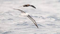 Le peuple des tempêtes