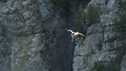 Aigle de Bonelli, le prince des garrigues