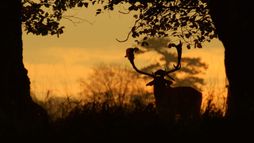 L'Irlande sauvage en quatre saisons