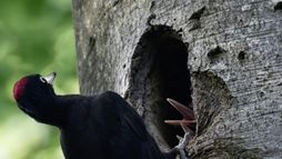Dr Pic Noir : urgences des bois