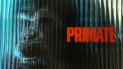 Primate