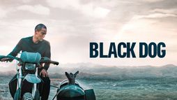 Black dog