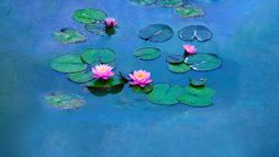 Les Nymphéas de Monet : La magie de l'eau et de la lumière - Trailer