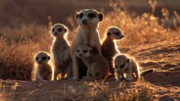 La famille Suricate