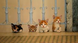Kedi : des chats et des hommes