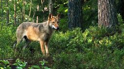 L'Europe à la reconquête de la biodiversité