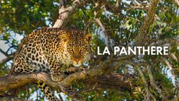 La panthère