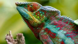 Madagascar ou le grand carnaval des caméléons