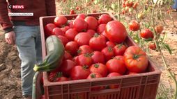 Canicule : que manger quand il fait chaud ?