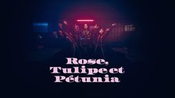 Rose, Tulipe et Pétunia