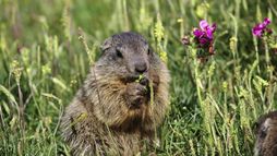 Marmottes, la guerre des clans