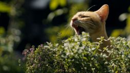 La défonce des animaux