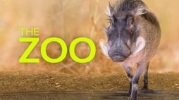 Le zoo du Bronx