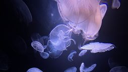 Méduses - Les souveraines des océans