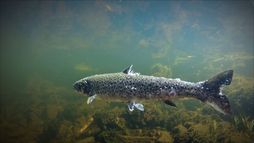 La crise du saumon en Norvège