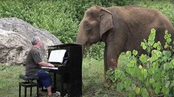 Animaux : Le rythme dans la peau ?