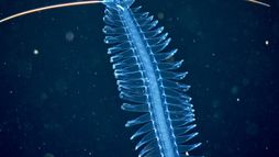 Abysses, la face cachée des océans