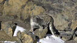 Himalaya, la quête du léopard des neiges