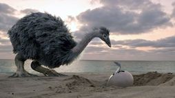 Le mystère des oiseaux géants