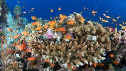 Les océans au bord de la panne ?