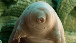 Tardigrade, l'animal indestructible