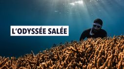 L'odyssée salée