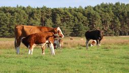 Le retour de l'élan, ce géant des forêts