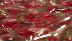 La fraise française résiste à la concurrence