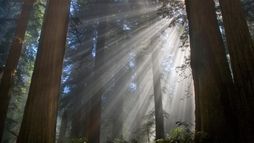 Séquoias, les géants de l'Ouest américain