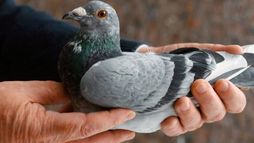 Une course, des pigeons et des millions