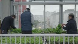 L'expérience de l'immeuble à légumes