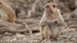 Les réseaux sociaux des animaux