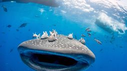 Les géants marins des Açores