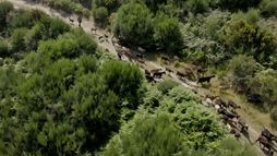 Le dernier berger de Sabugueiro