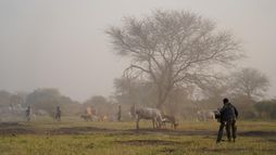 Sur la piste du dernier rhinocéros blanc