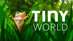 Tiny World
