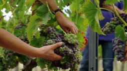 Le vin bio, vraiment bio ?