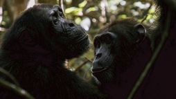 Les réseaux sociaux des animaux