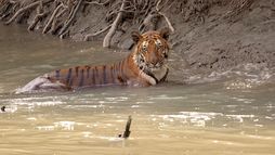 Sundarbans, le dernier royaume du tigre