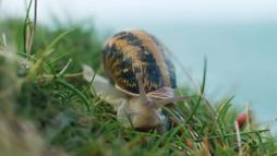 Escargots : Le grand voyage du petit-gris