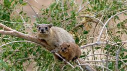 Les réseaux sociaux des animaux