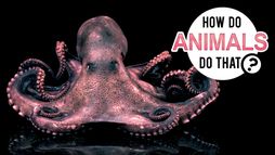 Les superpouvoirs des animaux